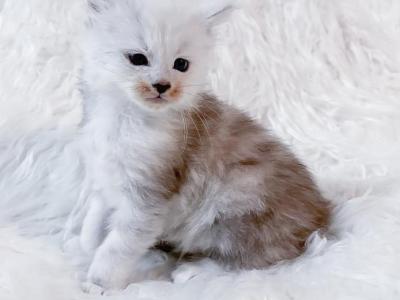 Dumpling Silver Shaded Maine Coon Kitten - Maine Coon - Gallery Photo #1