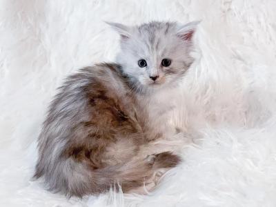 Rangoon High Silver Maine Coon Kitten - Maine Coon - Gallery Photo #1