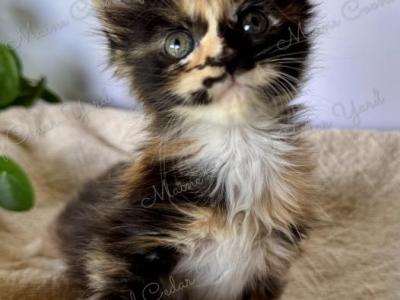 Maine Coons Of Cedar Yard - Maine Coon - Gallery Photo #1