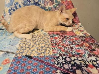 Tigger - Devon Rex - Gallery Photo #1