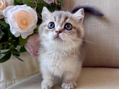 Munchkin Blue Gold Female - Munchkin - Gallery Photo #1