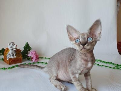 Devon Rex Seal Point - Devon Rex - Gallery Photo #1