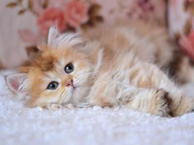 Frida - British Shorthair - Gallery Photo #1