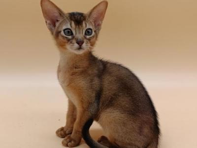 Lucky - Abyssinian - Gallery Photo #1
