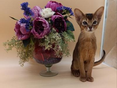 Kraven - Abyssinian - Gallery Photo #1