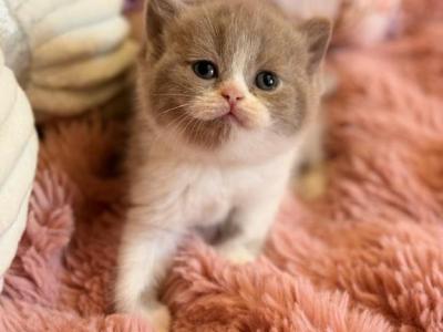 Pamela - British Shorthair - Gallery Photo #1