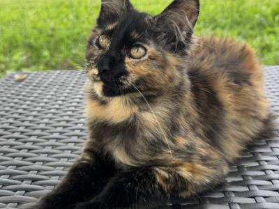 Tortoiseshell Maine Coon Girl - Maine Coon - Gallery Photo #1