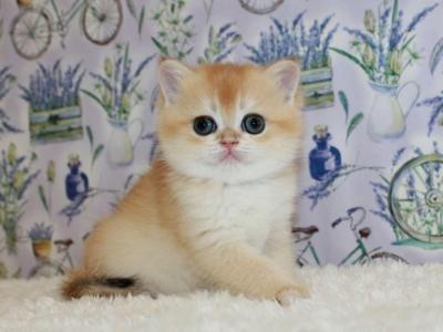 Jolie - British Shorthair - Gallery Photo #1