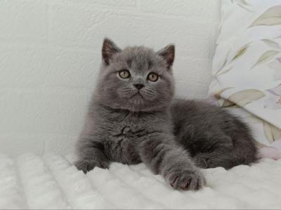 Vincent Bri - British Shorthair - Gallery Photo #1