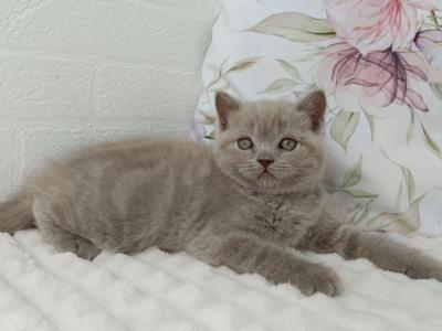 Vanessa - British Shorthair - Gallery Photo #1