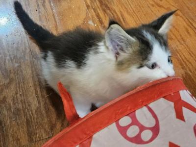 Keeley Litter Male - Maine Coon - Gallery Photo #1