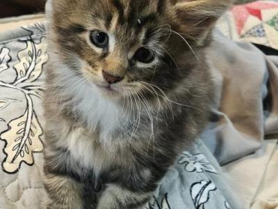 Male Keeley Litter - Maine Coon - Gallery Photo #1