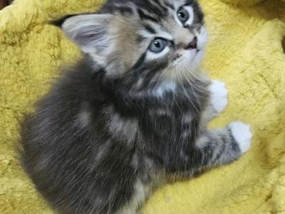 Female Keeley Litter - Maine Coon - Gallery Photo #1