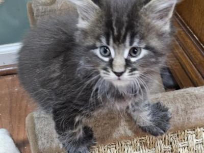Last Male Keeley Litter - Maine Coon - Gallery Photo #1
