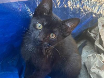 Cute Kittens - Domestic - Gallery Photo #1