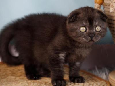 Ursula - Scottish Fold - Gallery Photo #1