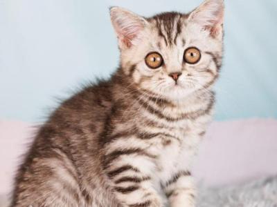 Uma - British Shorthair - Gallery Photo #1