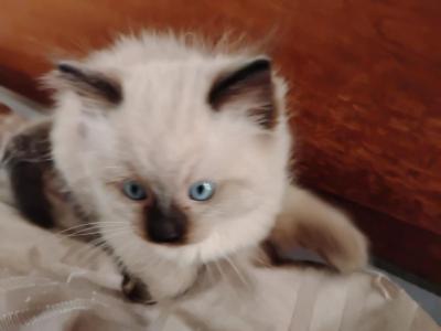 Smoky Beara - Ragdoll - Gallery Photo #1