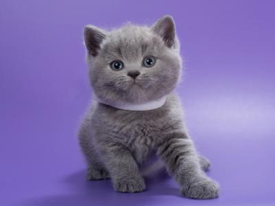 Picasso - British Shorthair - Gallery Photo #1