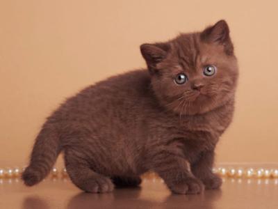 Oshka - British Shorthair - Gallery Photo #1