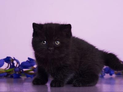 Odie - British Shorthair - Gallery Photo #1