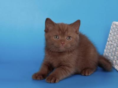 Quiz - British Shorthair - Gallery Photo #1