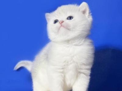 Ilona - British Shorthair - Gallery Photo #1