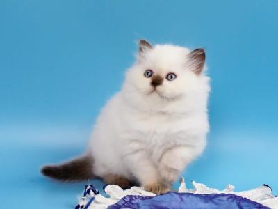 Yvette - British Shorthair - Gallery Photo #1
