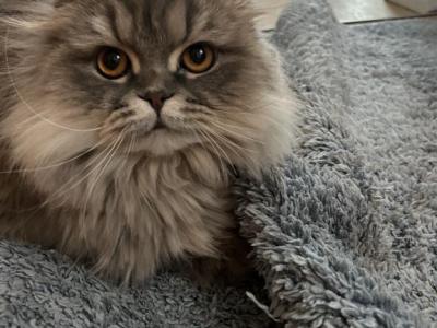 Alisa - Scottish Fold - Gallery Photo #1