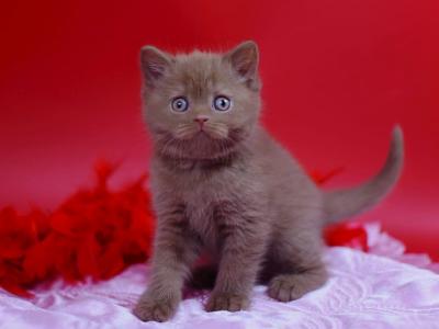 Yanka - British Shorthair - Gallery Photo #1