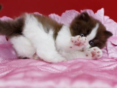 Zabava - British Shorthair - Gallery Photo #1
