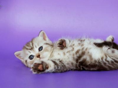 Sellena - British Shorthair - Gallery Photo #1