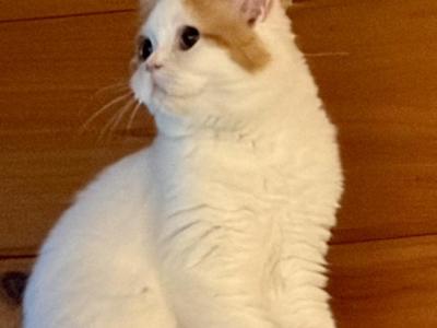 Fenix - Scottish Fold - Gallery Photo #1