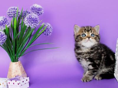Sam - British Shorthair - Gallery Photo #1