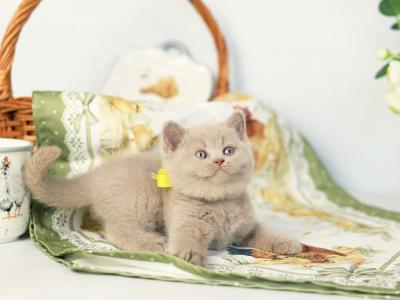 Jessika - British Shorthair - Gallery Photo #1