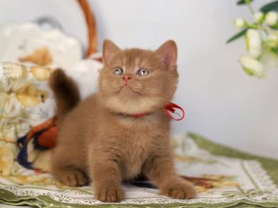 Jennifer Bri - British Shorthair - Gallery Photo #1