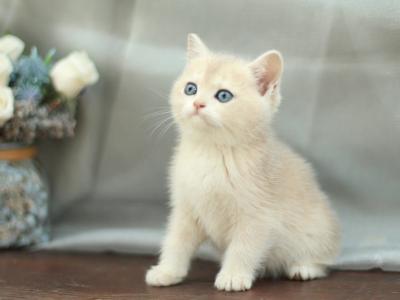 Barbara - British Shorthair - Gallery Photo #1