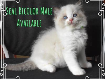 Green Boy - Ragdoll - Gallery Photo #1