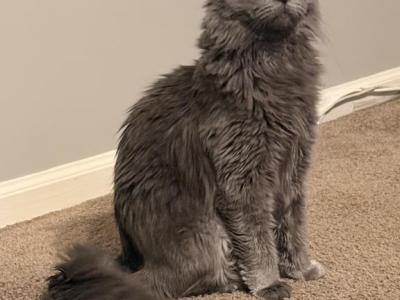 Luna - Nebelung - Gallery Photo #1