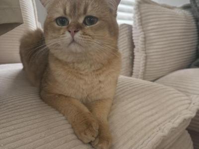 Pecas - British Shorthair - Gallery Photo #1