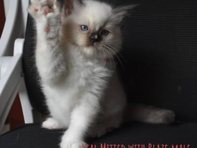 Red Boy - Ragdoll - Gallery Photo #1