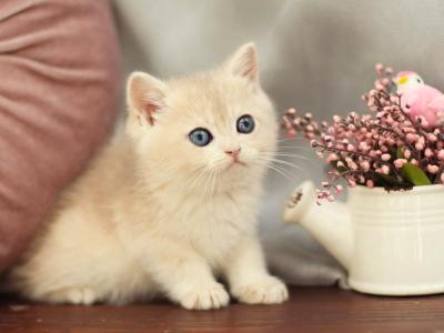 Billi - British Shorthair - Gallery Photo #1
