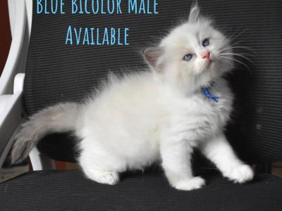 Blue Boy - Ragdoll - Gallery Photo #1