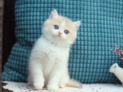 Aladin - British Shorthair - Gallery Photo #1