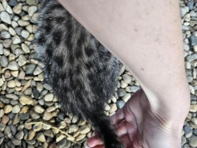 Spotted Bobtail - Bengal - Gallery Photo #1