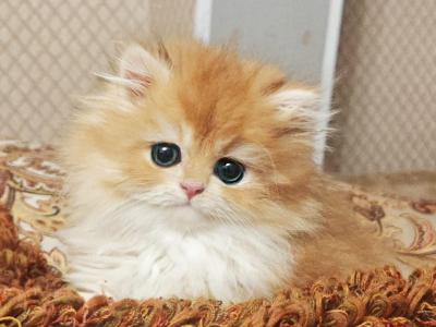 Zabava BHL - British Shorthair - Gallery Photo #1