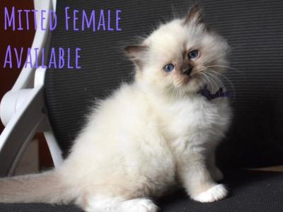 Purple Girl - Ragdoll - Gallery Photo #1