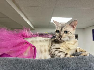 Sweetness & Jack's Cashmere And Shorthaired Litter - Bengal - Gallery Photo #1