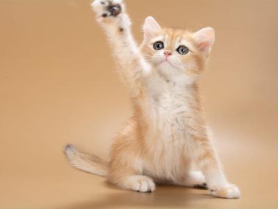 Enisey - British Shorthair - Gallery Photo #1