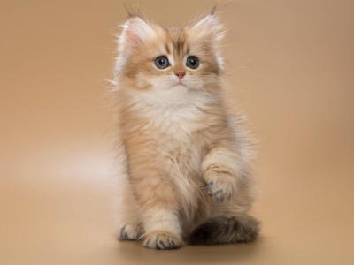 Emarald - British Shorthair - Gallery Photo #1